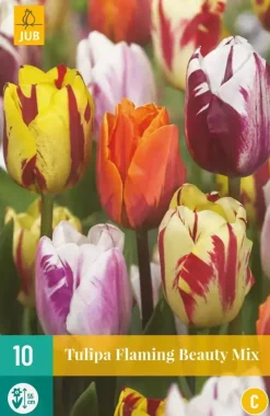Tulipa Flaming Beauty mix 10 tulpenbollen