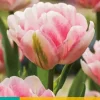 Tulipa Foxtrot 7 tulpenbollen