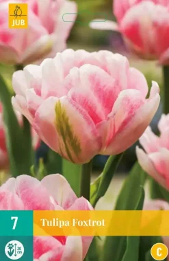 Tulipa Foxtrot 7 tulpenbollen