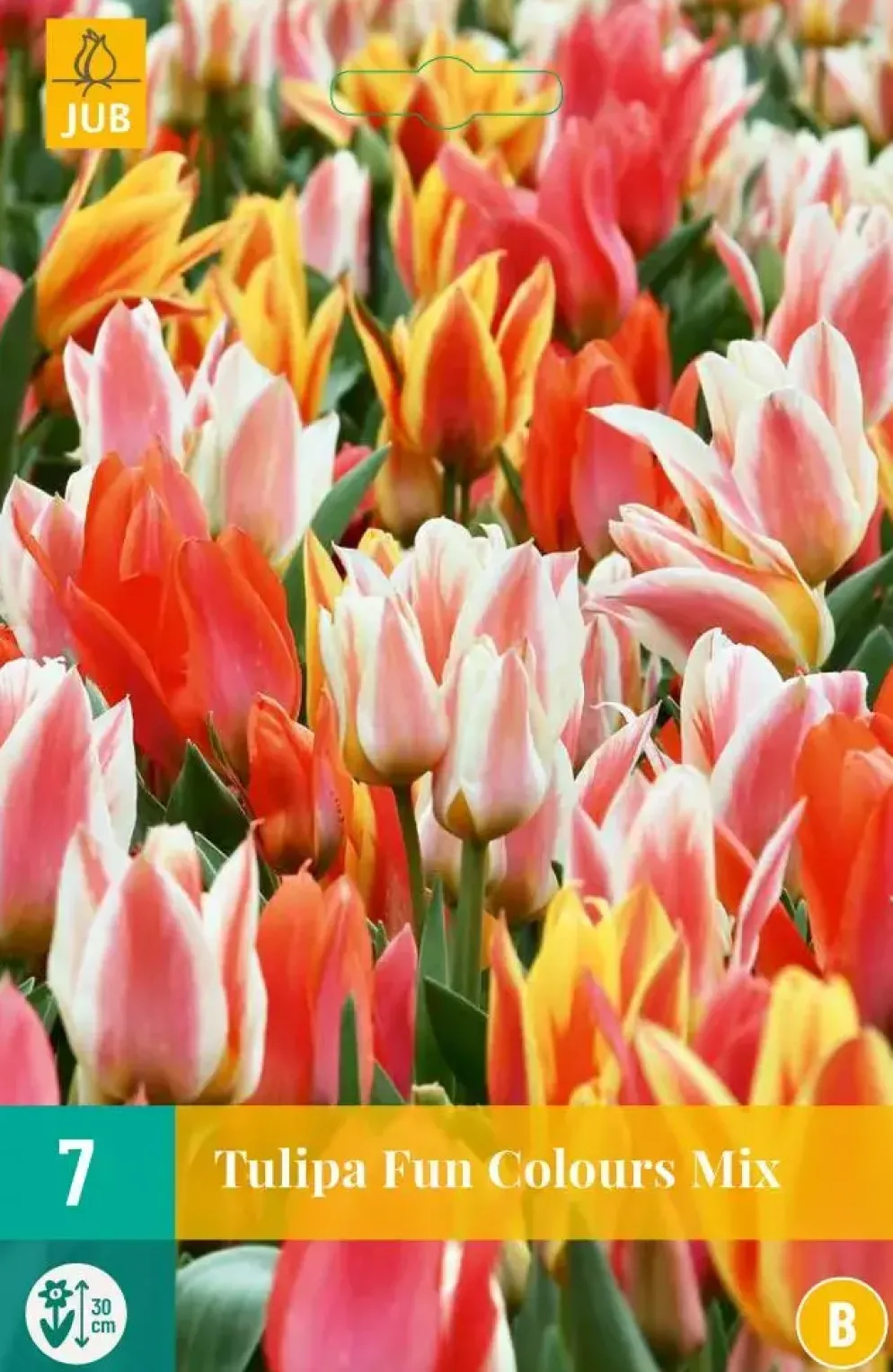 Tulipa Fun Colours 7 tulpenbollen