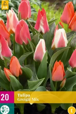 Tulipa Greigii mix 20 tulpenbollen