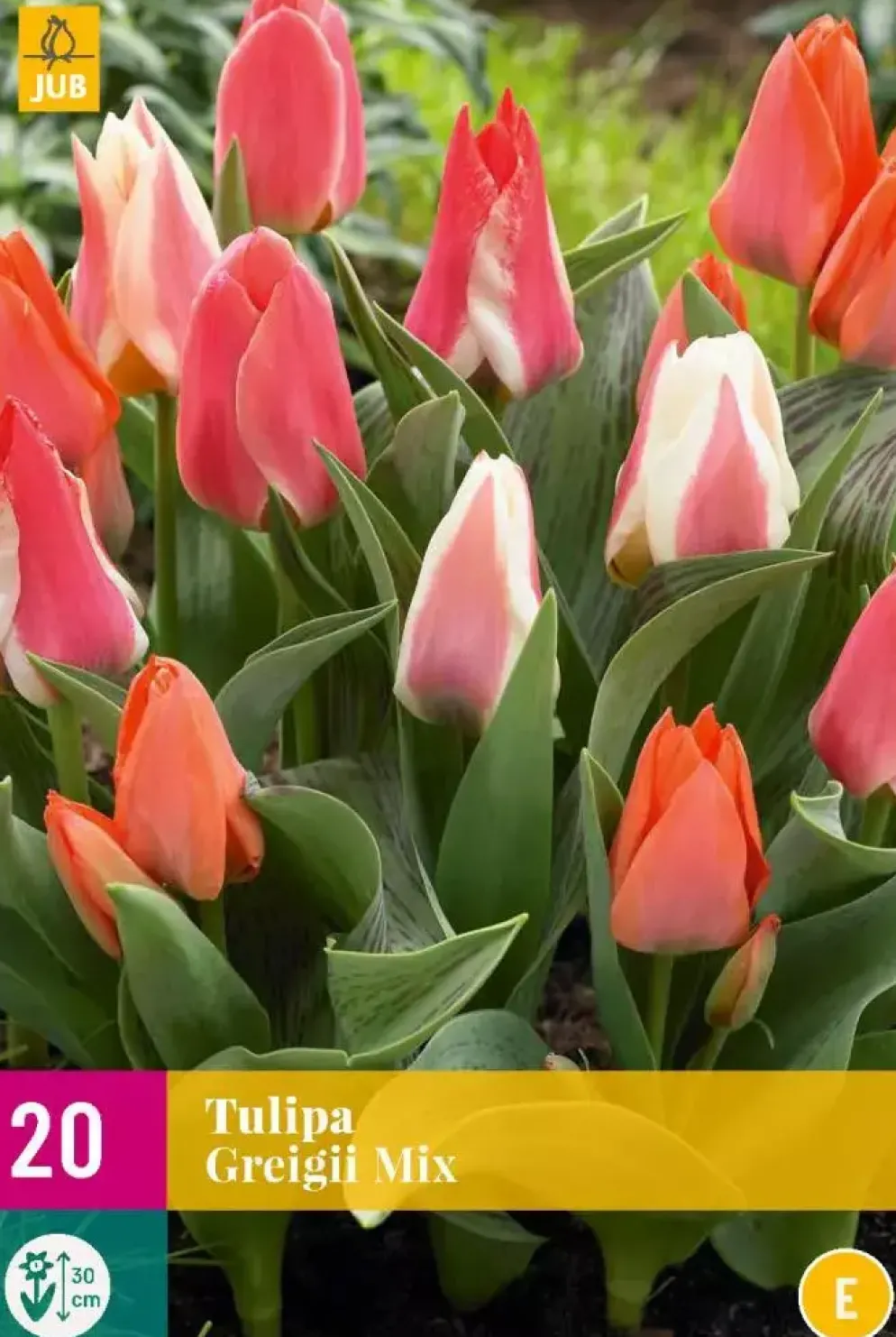 Tulipa Greigii mix 20 tulpenbollen
