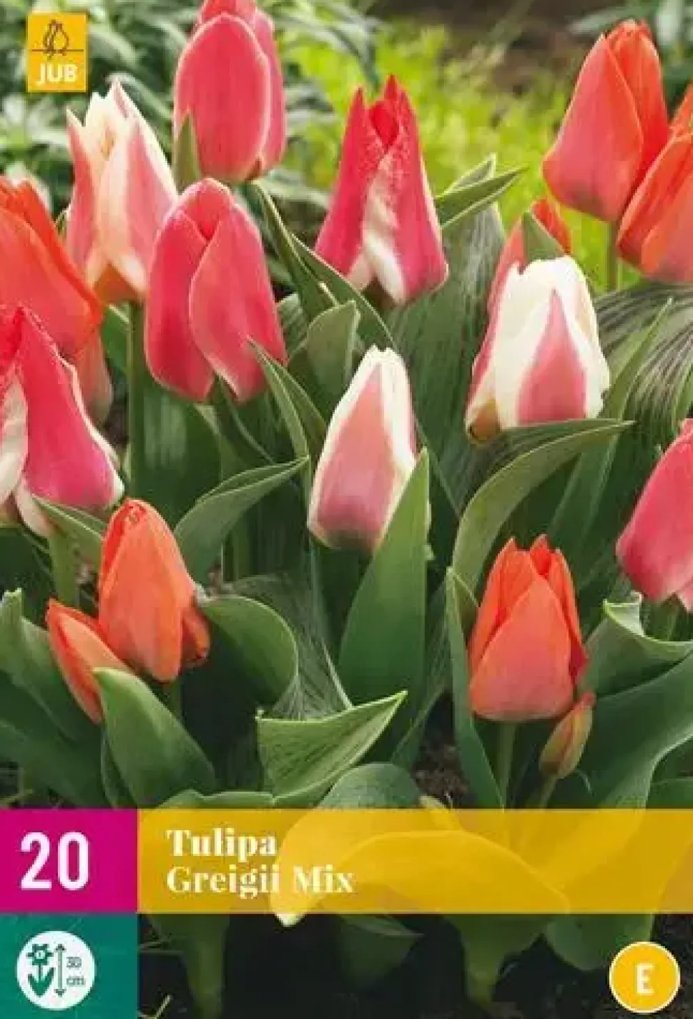 Tulipa Greigii mix 20 tulpenbollen