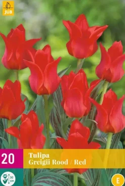 Tulipa Greigii rood 20 tulpenbollen