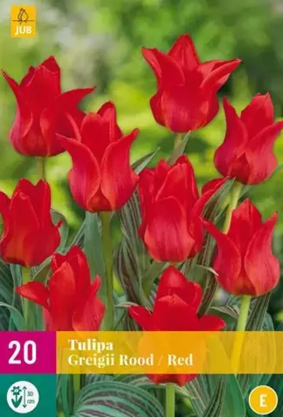 Tulipa Greigii rood 20 tulpenbollen