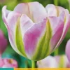 Tulipa Groenland 7 tulpenbollen