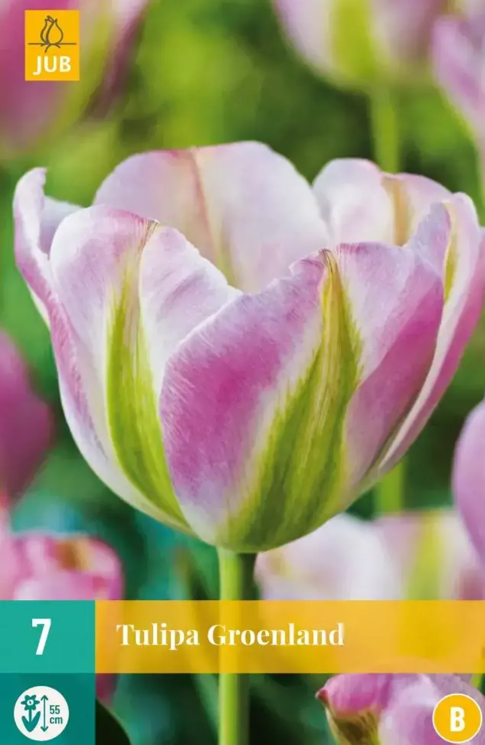 Tulipa Groenland 7 tulpenbollen