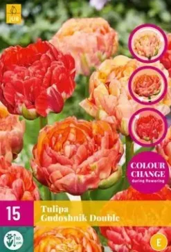 Tulipa Gudushnik Double 15 stuks