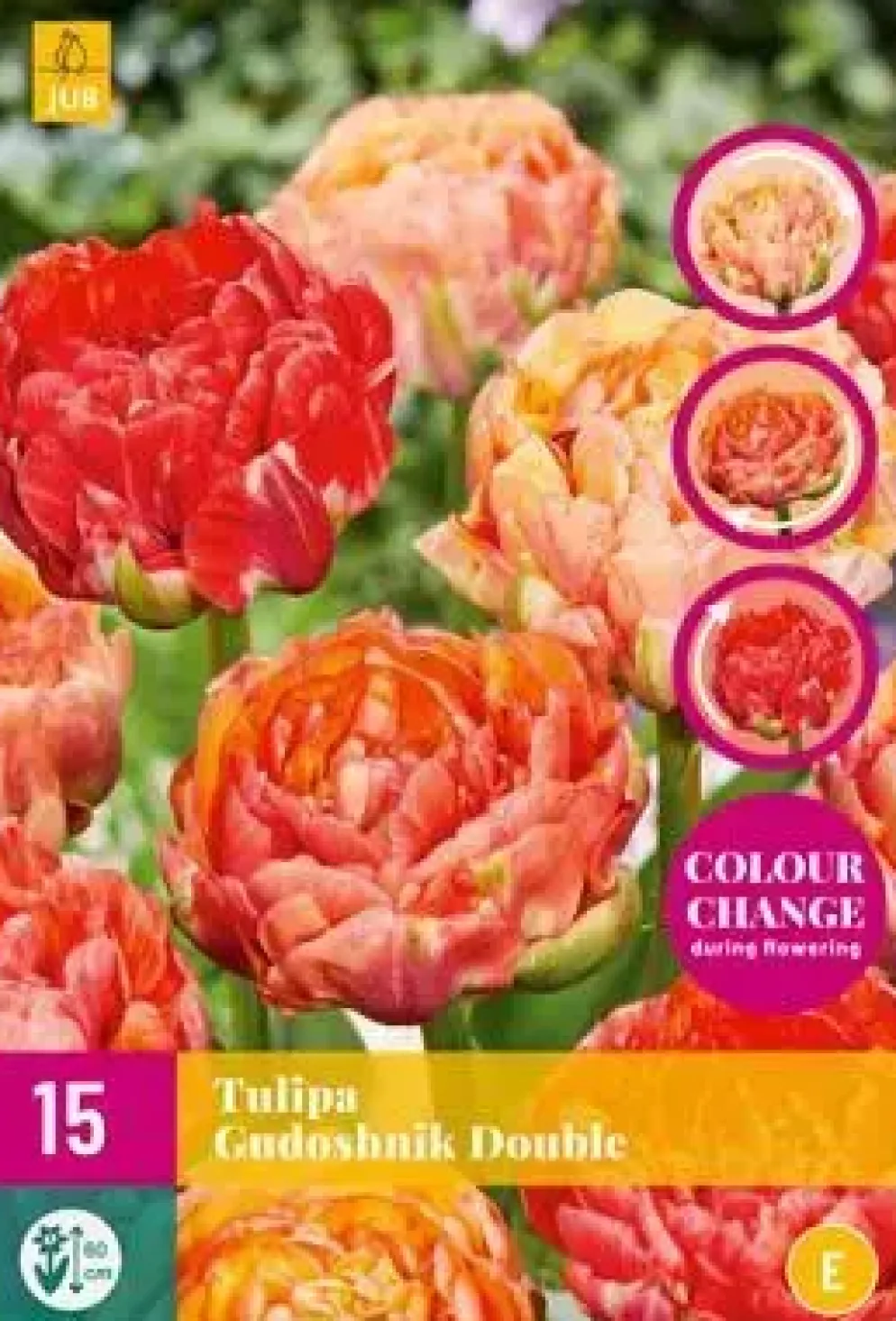Tulipa Gudushnik Double 15 stuks