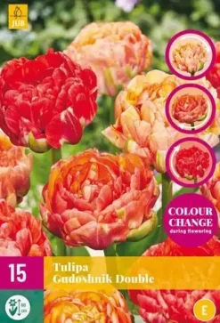 Tulipa Gudushnik Double 15 stuks
