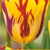 Tulipa Helmar 7 bloembollen