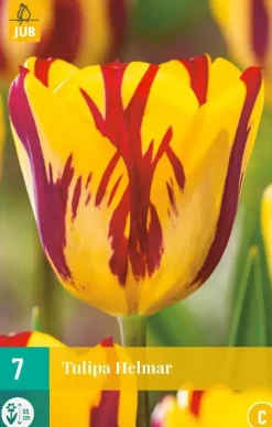 Tulipa Helmar 7 bloembollen