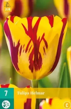 Tulipa Helmar 7 bloembollen