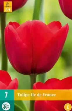 Tulipa Ile de France 7 tulpenbollen