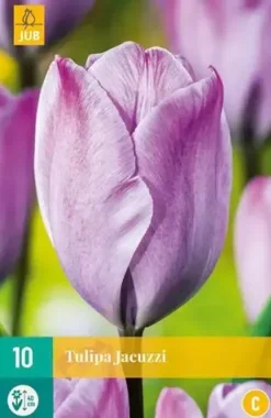 Tulipa jacuzzi 10 bloembollen