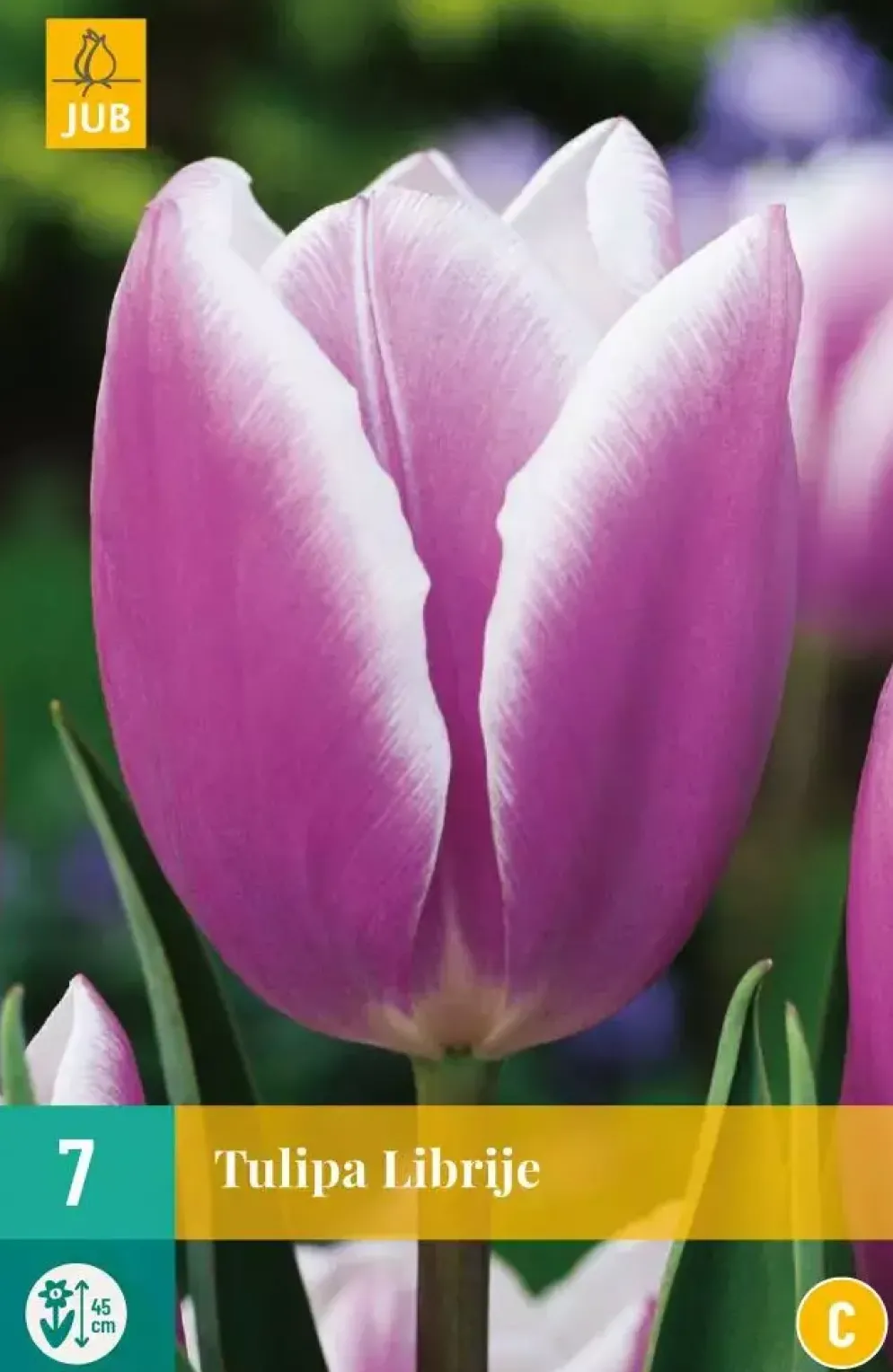 Tulipa Librije 7 tulpenbollen