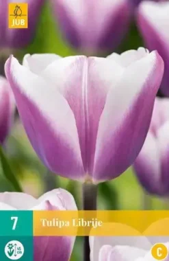 Tulipa Librije 7 tulpenbollen