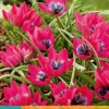 Tulipa Little Beauty 10 tulpenbollen