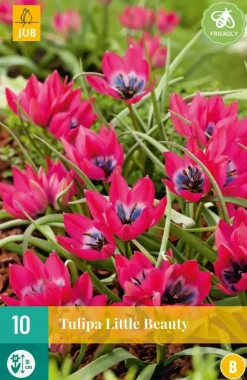 Tulipa Little Beauty 10 tulpenbollen