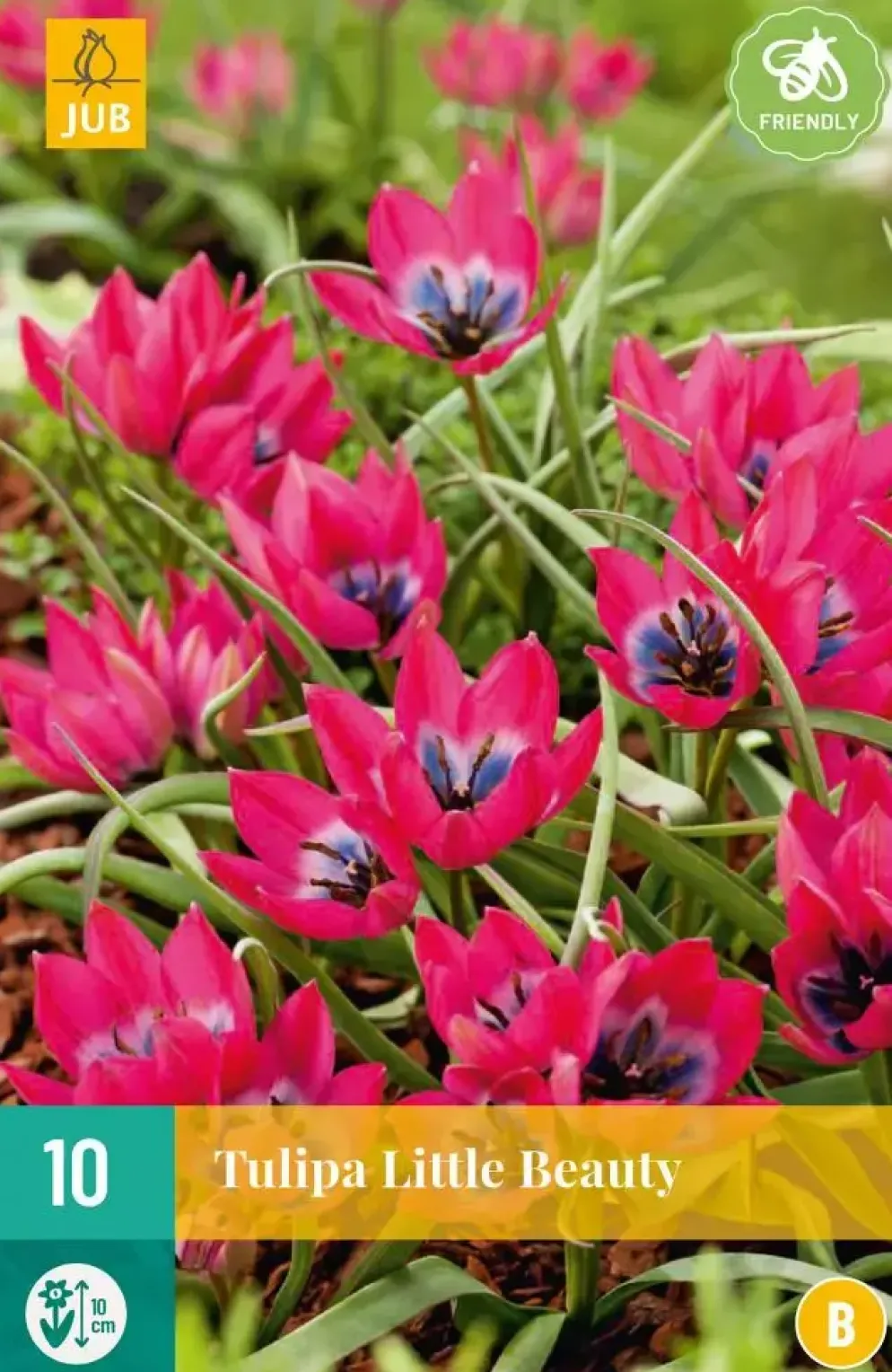 Tulipa Little Beauty 10 tulpenbollen