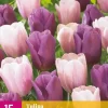 Tulipa Macaron mix 15 tulpenbollen