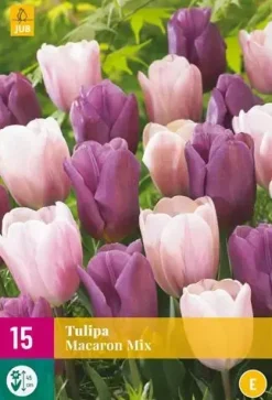 Tulipa Macaron mix 15 tulpenbollen