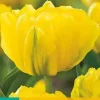 Tulipa Marie Jo 7 stuks