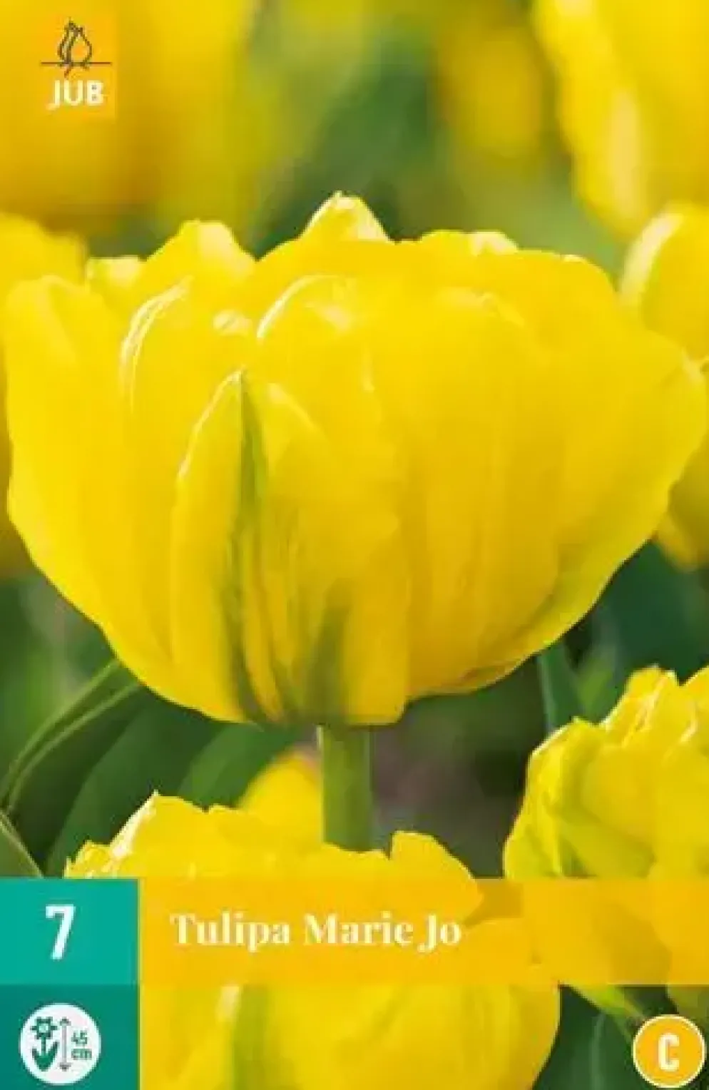 Tulipa Marie Jo 7 stuks