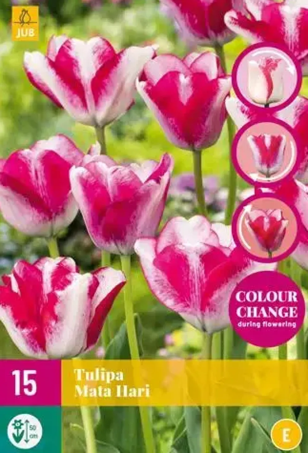 Tulipa Mata Hari 15 stuks