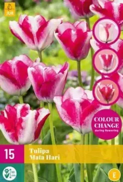 Tulipa Mata Hari 15 stuks