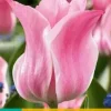 Tulipa Miss Elegance 7 stuks