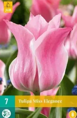 Tulipa Miss Elegance 7 stuks
