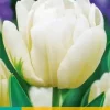 Tulipa Mondial 7 tulpenbollen