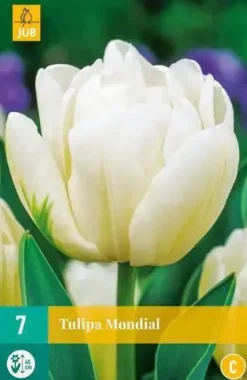 Tulipa Mondial 7 tulpenbollen