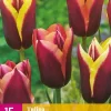 Tulipa My Favourite Topping 15 tulpenbollen