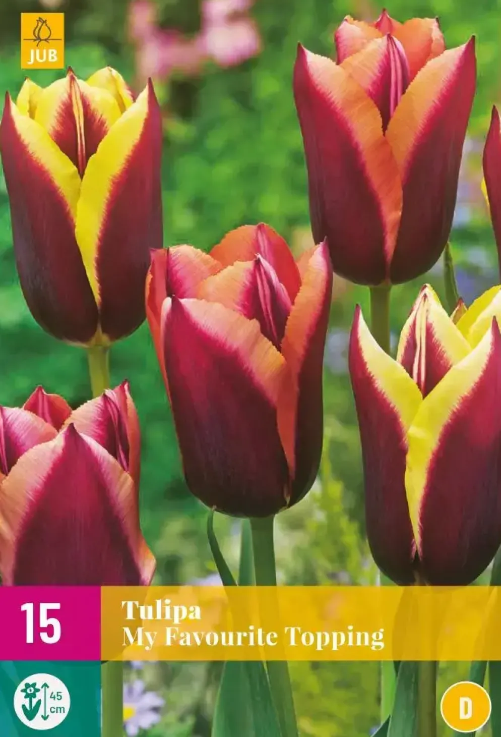 Tulipa My Favourite Topping 15 tulpenbollen