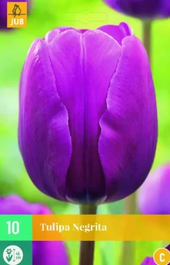 Tulipa negrita 10 bloembollen