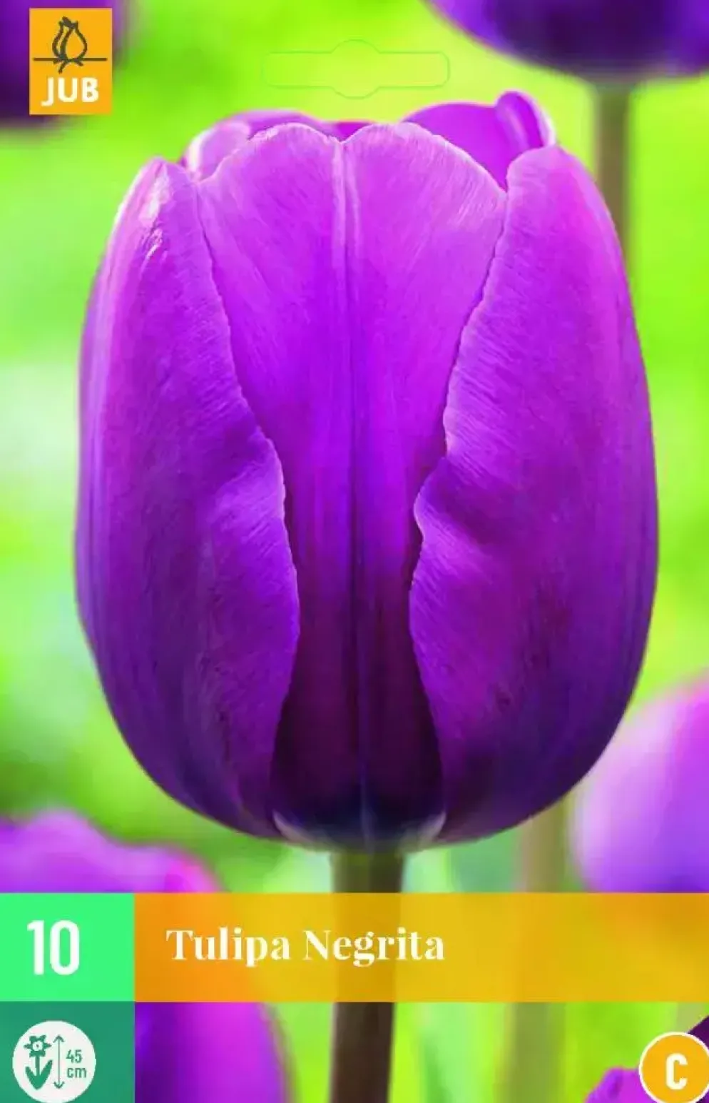 Tulipa negrita 10 bloembollen