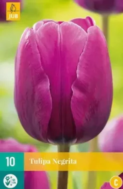 Tulipa negrita 10 bloembollen