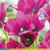 Tulipa Night Club 7 tulpenbollen