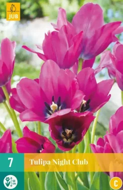 Tulipa Night Club 7 tulpenbollen