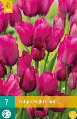 Tulipa Night Club 7 tulpenbollen
