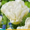 Tulipa Northcap 7 stuks