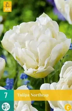 Tulipa Northcap 7 stuks