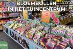 Tulipa Novi Sun 7st biologisch geteeld
