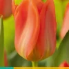 Tulipa Orange Emperor 10 tulpenbollen