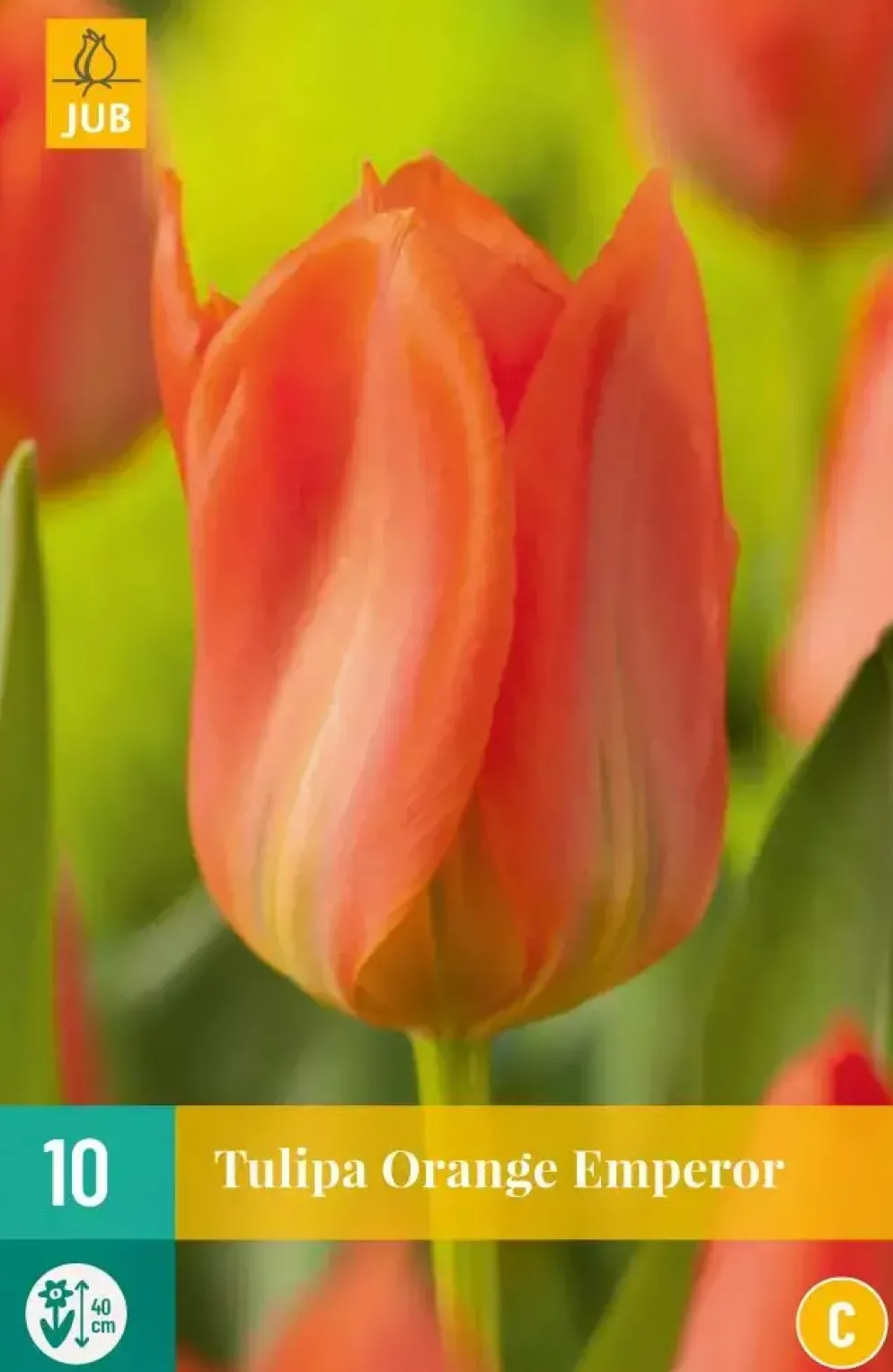 Tulipa Orange Emperor 10 tulpenbollen