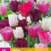 Tulipa Pastel mix 15 tulpenbollen