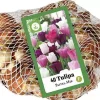 Tulipa Pastel Mix 40 tulpenbollen