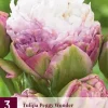 Tulipa Peggy Wonder 3 tulpenbollen